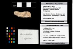 Foto (Objekt + Etikett) von Mundopsidae indet.  (NHMW-GEO-1990-0041-4370)
